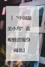 “中国最美小鸟”蓝喉蜂虎现身闽北