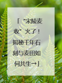 “宋陵麦收”火了！揭秘千年石刻与麦田如何共生→