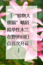 “植物大熊猫”峨眉拟单性木兰在野外回归点首次开花