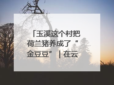 玉溪这个村把荷兰猪养成了“金豆豆”｜在云南样样好