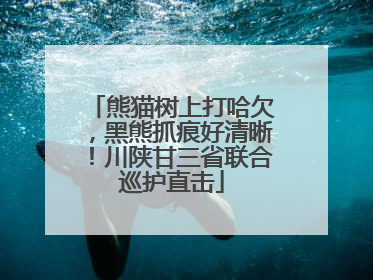 熊猫树上打哈欠，黑熊抓痕好清晰！川陕甘三省联合巡护直击