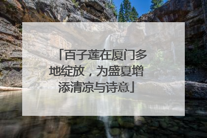 百子莲在厦门多地绽放，为盛夏增添清凉与诗意