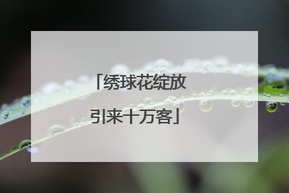 绣球花绽放 引来十万客