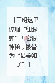 三明这里惊现“红眼蝉”！它很神秘，被誉为“最美知了”