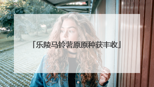 乐陵马铃薯原原种获丰收