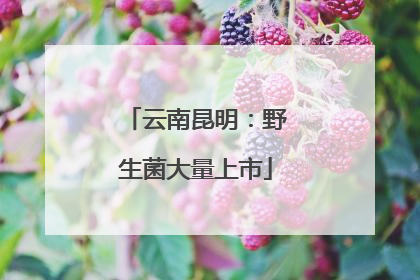 云南昆明：野生菌大量上市
