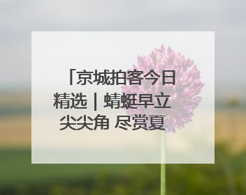 京城拍客今日精选｜蜻蜓早立尖尖角 尽赏夏荷气度华