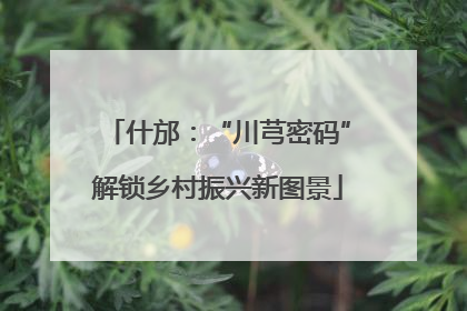 什邡：“川芎密码”解锁乡村振兴新图景