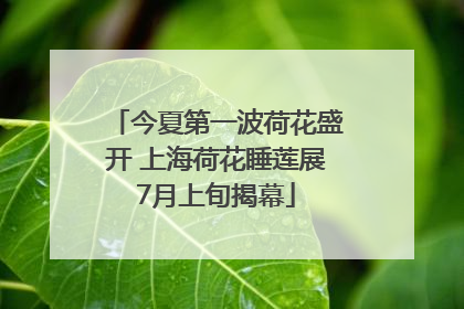今夏第一波荷花盛开 上海荷花睡莲展7月上旬揭幕