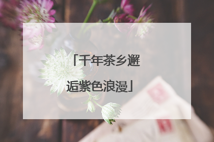 千年茶乡邂逅紫色浪漫
