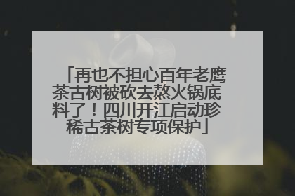 再也不担心百年老鹰茶古树被砍去熬火锅底料了！四川开江启动珍稀古茶树专项保护