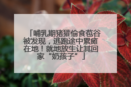 哺乳期猪獾偷食苞谷被发现，逃跑途中累瘫在地！就地放生让其回家“奶孩子”