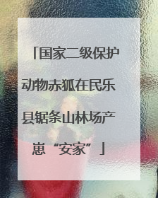 国家二级保护动物赤狐在民乐县锯条山林场产崽“安家”