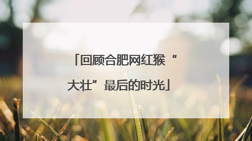 回顾合肥网红猴“大壮”最后的时光