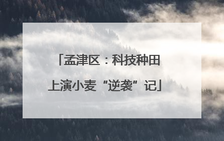 孟津区：科技种田 上演小麦“逆袭”记