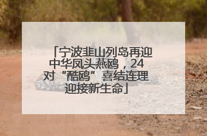 宁波韭山列岛再迎中华凤头燕鸥，24对“酷鸥”喜结连理迎接新生命