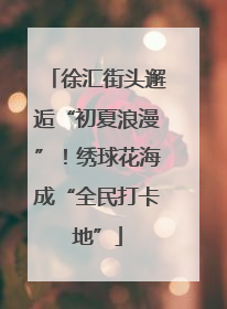徐汇街头邂逅“初夏浪漫”！绣球花海成“全民打卡地”