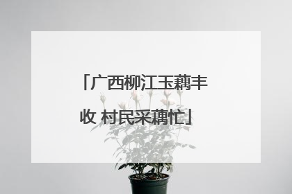 广西柳江玉藕丰收 村民采藕忙