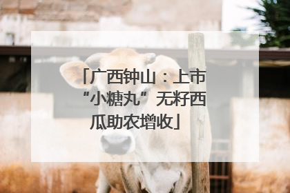 广西钟山：上市“小糖丸”无籽西瓜助农增收