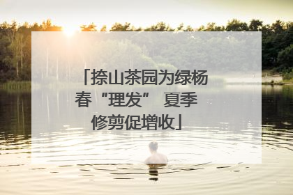 捺山茶园为绿杨春“理发” 夏季修剪促增收