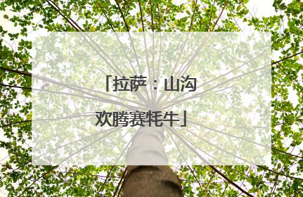 拉萨：山沟欢腾赛牦牛