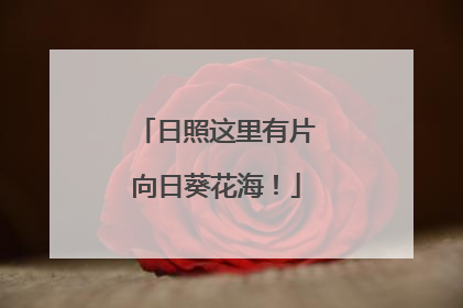 日照这里有片向日葵花海！