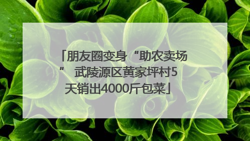 朋友圈变身“助农卖场” 武陵源区黄家坪村5天销出4000斤包菜
