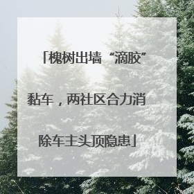 槐树出墙“滴胶”黏车，两社区合力消除车主头顶隐患
