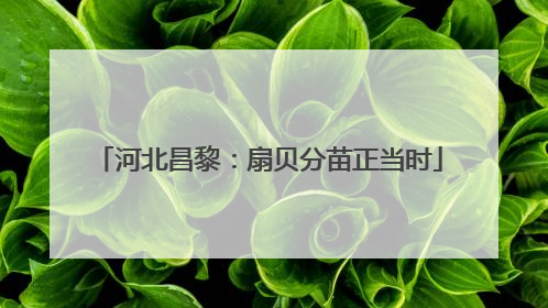河北昌黎：扇贝分苗正当时