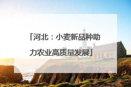 河北：小麦新品种助力农业高质量发展