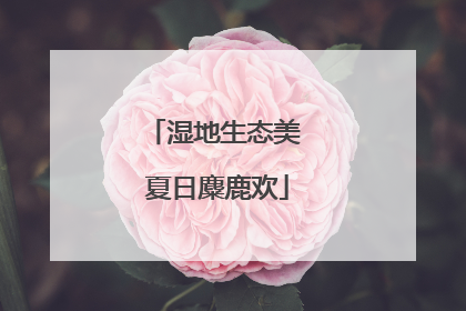 湿地生态美 夏日麋鹿欢
