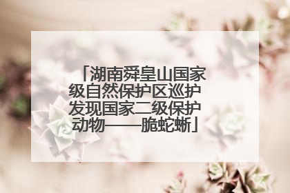 湖南舜皇山国家级自然保护区巡护发现国家二级保护动物——脆蛇蜥