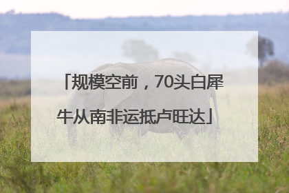 规模空前，70头白犀牛从南非运抵卢旺达
