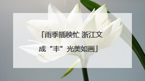 雨季插秧忙 浙江文成“丰”光美如画