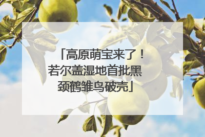 高原萌宝来了！若尔盖湿地首批黑颈鹤雏鸟破壳