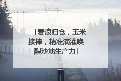 麦浪归仓，玉米接棒，精准滴灌唤醒沙地生产力