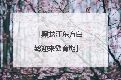 黑龙江东方白鹳迎来繁育期