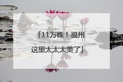 11万株！福州这里太太太美了
