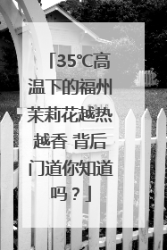 35℃高温下的福州茉莉花越热越香 背后门道你知道吗？